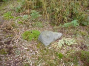 Cup-and-ring stone in situ